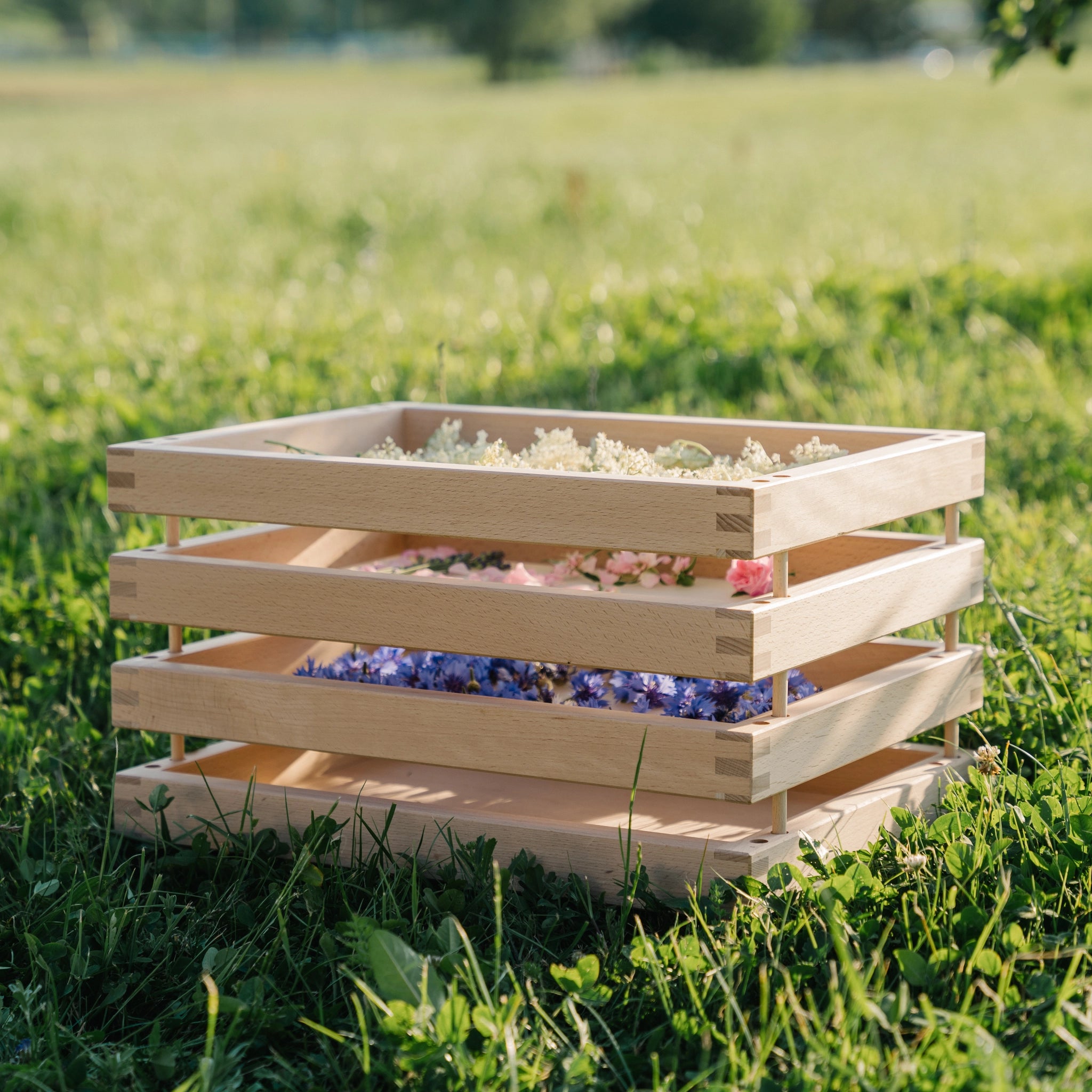 Kräutertrockneretage aus unbehandeltem Buchenholz in einem Holzkasten mit Blumen, ideal für sanftes Trocknen von Kräutern. Nachhaltig in Vorarlberg, Österreich, gefertigt.