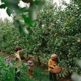 Drei Kinder in einem Apfelgarten, ein Kind pflückt Äpfel für Freies Spiel: Fruits, das nachhaltige Produkt von KLICKKLACK, das regionaler Produktion durch ästhetisches Design eine moderne Note verleiht.